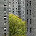 urban jungle